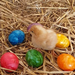 Küken mit bunt gefärbten Ostereiern · Geflügelhof Reinkemeier zur Osterzeit